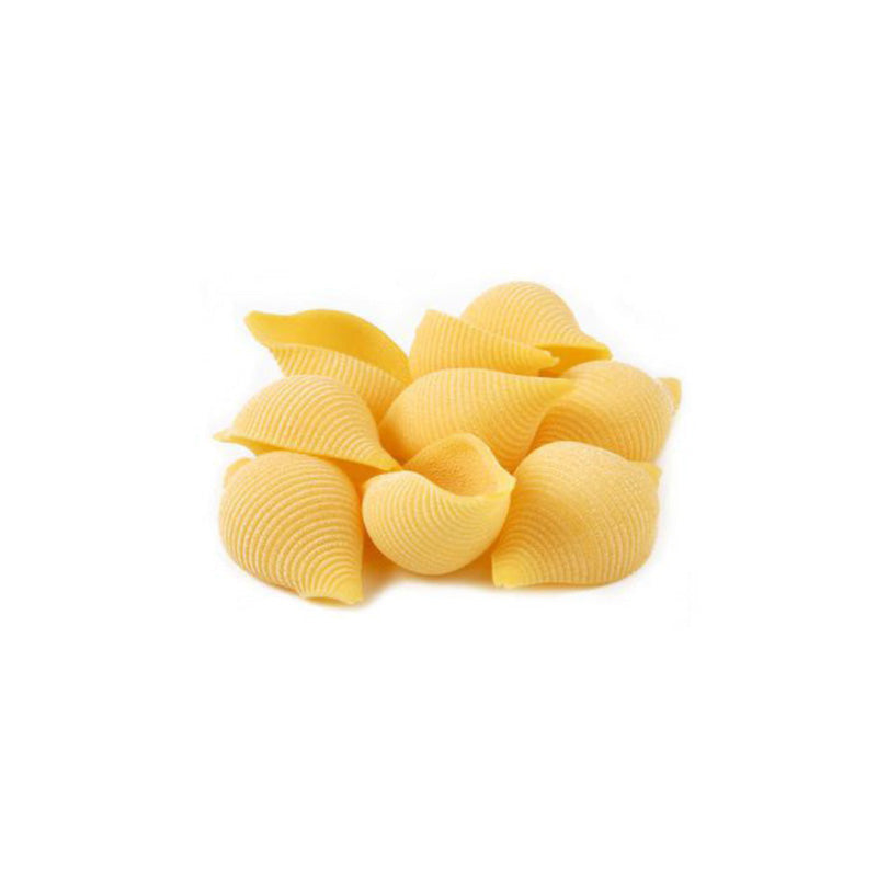 (DAKOTA) SHELL (MEDIUM) ~ 20 LB