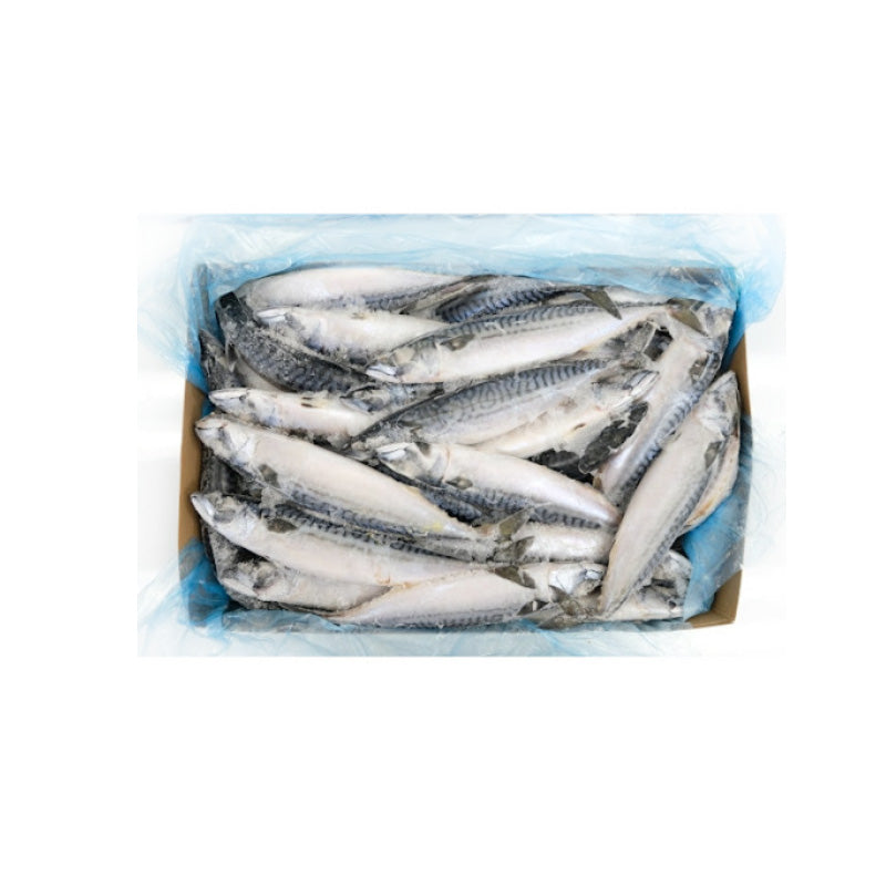 MACKEREL - 고등어 ~ 600UP