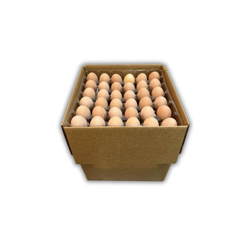 EGG X-LARGE SIZE ~ 15 DZ