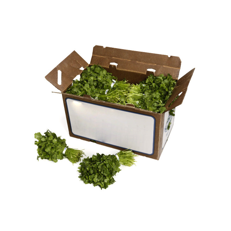 CILANTRO