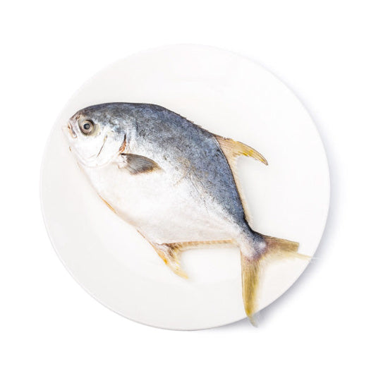 GOLDEN POMPANO 600/800 - 금병어 600/800