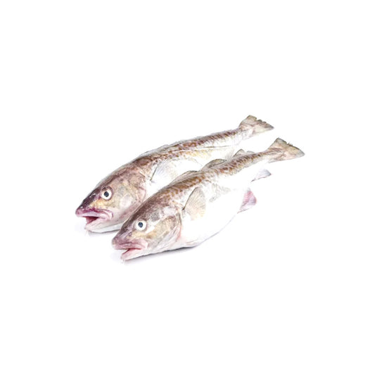 BLACK COD - 은 대구