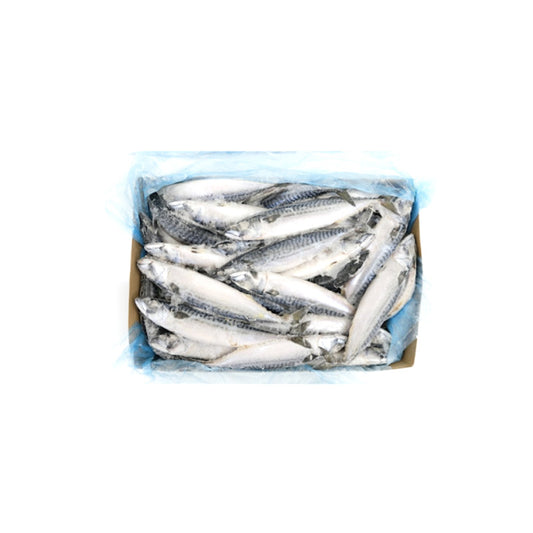 MACKEREL - 고등어 ~ 600 UP