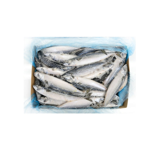 MACKEREL - 고등어 ~ 600UP