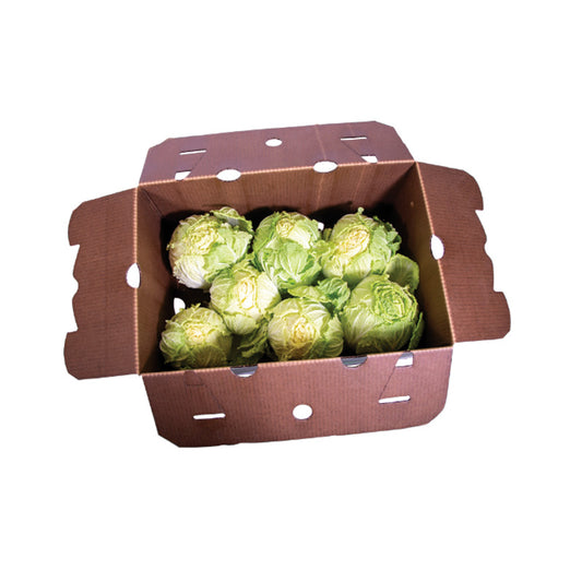 NAPA CABBAGE