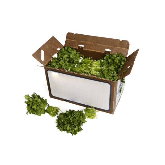 CILANTRO