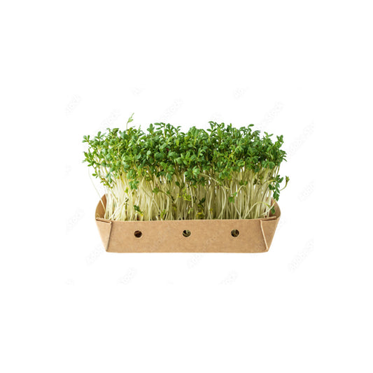 WATERCRESS