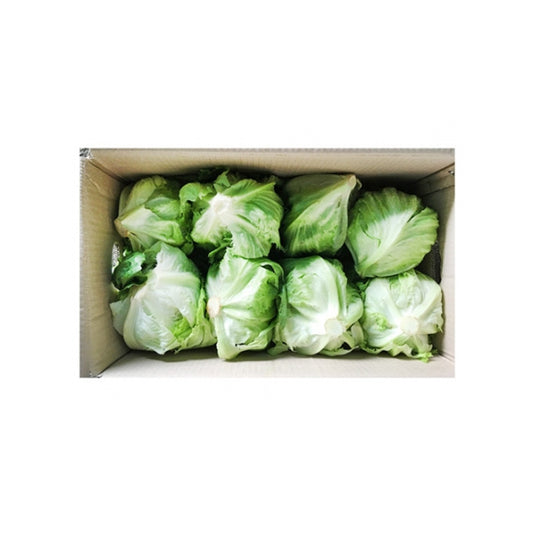 ICEBERG CELLO LETTUCE