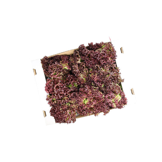 RED LETTUCE
