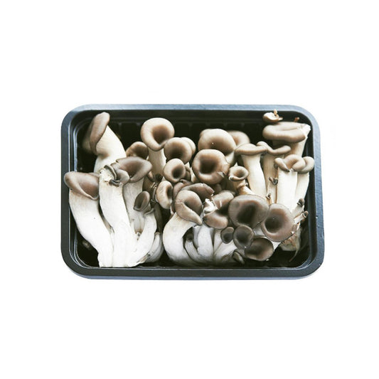 OYSTER MUSHROOM