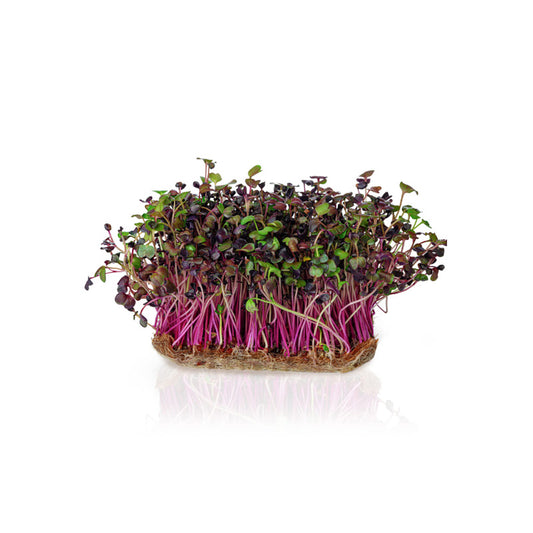 SPROUT RADISH