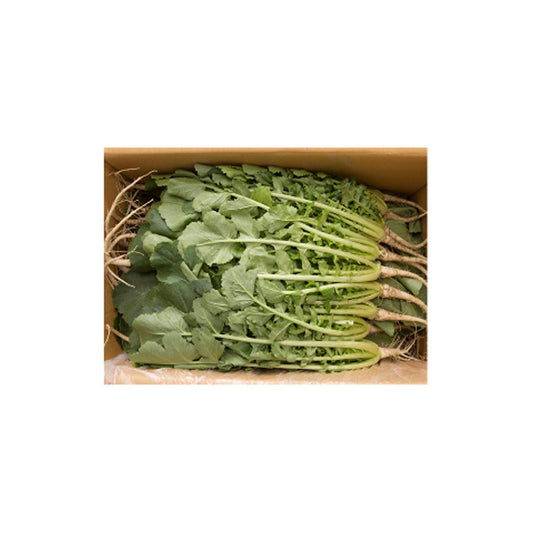 YOUNG RADISH
